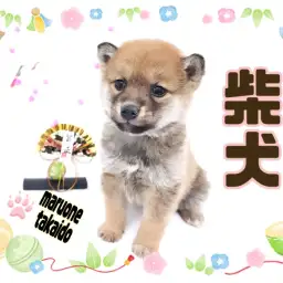 【 柴犬 】小柄なムチっとボディが魅力的！子熊のような甘えん坊柴がやって来た！
