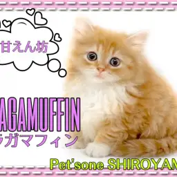 【 ラガマフィン 】美形の超甘えん坊にゃんこがやってきた!