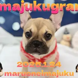 【 イマジュクグラム 】無防備すぎる超癒し系フレンチブルドッグのお昼寝姿特集!