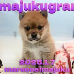 【 イマジュクグラム 】白い靴下を履いたポメラニアンと柴犬のレアMIX犬登場！
