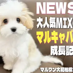 【 マルキャバ 】毛色は？サイズは？性格は？大人気MIXの現在の姿をお届け！