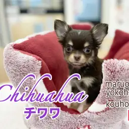 【 チワワ 】希少!チョコレートカラーの女の子がやってきた!