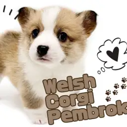 【 ウェルシュコーギーペンブローク 】激かわフェイス！最高の癒し犬が登場！