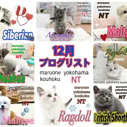 【 ブログリスト 】マルワン港北NT店12月のブログ記事まとめ