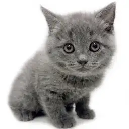 ブリティッシュショートヘア