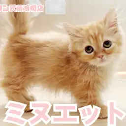 【 ミヌエット 】人気のレッドタビーカラー！ 困り顔が可愛い短足の女の子！