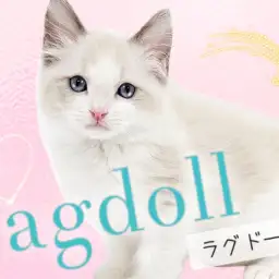 【 ラグドール 】超美形！クールな見た目を覆す甘え上手な癒し系キャット