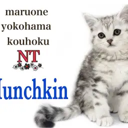 【 マンチカン 】アメショテイストの足長マンチカンの男の子