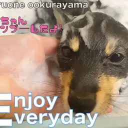 【 黒豆柴 】ドッキドキ初めてのシャンプー体験を豆柴ちゃんがレビュー！！