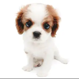 キャバリア・キングチャールズ・スパニエル