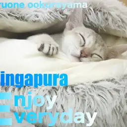 【 シンガプーラ 】お気に入りのフカフカベットでお昼寝する世界最小にゃんこ!