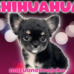 【 チワワ 】生後2ヶ月で509g！王道ブラックタンカラーの目ヂカラ最強な女の子