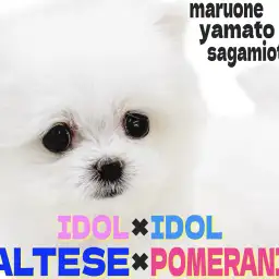 【 マルポメ 】マルチーズとポメラニアンの両方の魅力が詰まった人気上昇のMIX犬