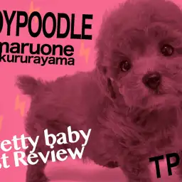 【トイプードル】鮮やかなレッドカラー！反則級の上目遣いに心鷲掴み！！