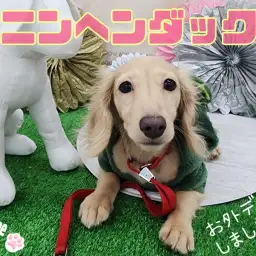 【 カニンヘンダックス 】生後5ヶ月を迎えた多頭飼いもオススメな女の子をご紹介！