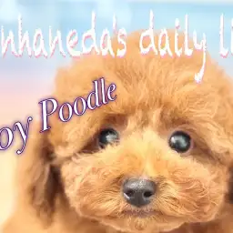 【 トイプードル 】生後3ヶ月で1.1kg！小柄で元気いっぱいのおりこうワンコ！