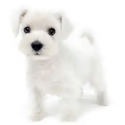 ミニチュア・シュナウザー