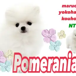 【 ポメラニアン 】毛量たっぷり!ホワイトカラーの極上ポメラニアンくん