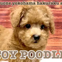 【 トイプードル 】少し困った表情がポイント！小さめサイズトイプードルくん