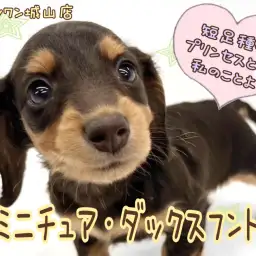 【 ミニチュア・ダックスフント 】癒し系女子！おっとりダックちゃんの登場です。