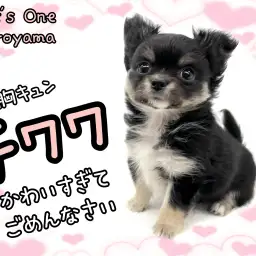 【 チワワ 】とっても小さなアイドル！チワワちゃんがやって来たよ！