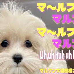 【 マルプー 】可愛らしさが止まらない！ぬいぐるみ系MIXの生後3ヶ月レビュー！