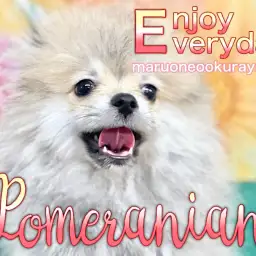 【 ポメラニアン 】綺麗な被毛を保つためにお手入れは大事！大倉山店一推しBOY！