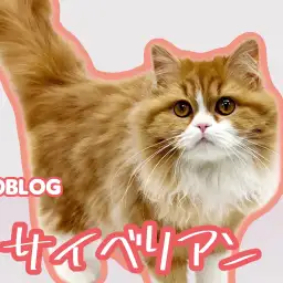 【 サイベリアン 】生後半年!毛量アップで可愛さマシマシの激カワキャット!