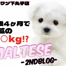【 マルチーズ 】可愛いだけじゃない！抱っこもお手入れも超優等生な2ndブログ