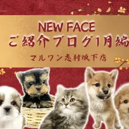 【 お知らせ 】大注目！志村坂下店の新入店したワンちゃんネコちゃんをご紹介！