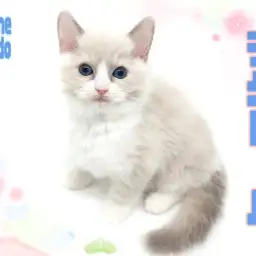 【 ラグドール 】歴代ラグドール史上トップクラスのもっちりボディが可愛い！