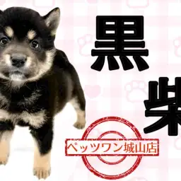 【 柴犬 】たくさんのチャームポイントを持つ黒柴ちゃん