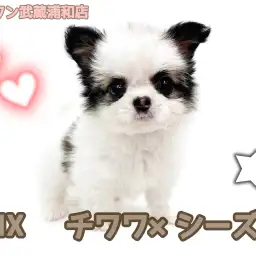 【 チワシーズー 】チワワとシーズーの最強MIX！パーティカラーの女の子が登場！