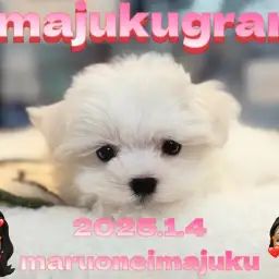 【 イマジュクグラム 】無防備マイペースなマルチーズの女の子！最新動画大公開！