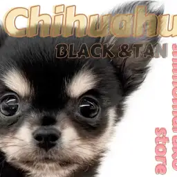 【 チワワ 】小さなアイドル登場！温厚で人懐っこいブラックタンカラーの男の子！