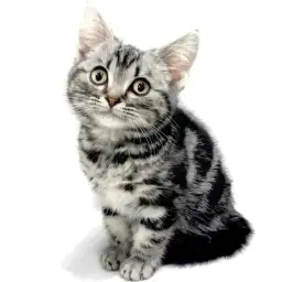 アメリカンショートヘア