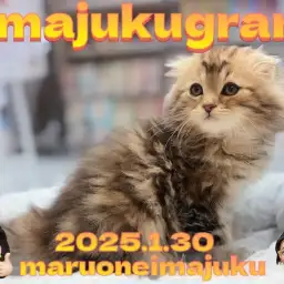 【 イマジュクグラム 】ワイルドカラーの垂れ耳スコティッシュの女の子登場！