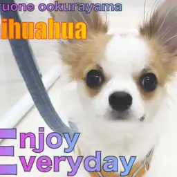 【 チワワ 】アイコンタクトが上手なフレンドリーなチワワに成長中！