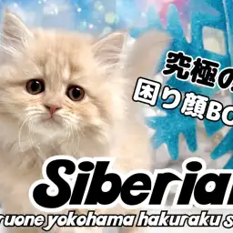 【 サイベリアン 】思わず守ってあげたくなる表情!甘えん坊な困り顔BOY!