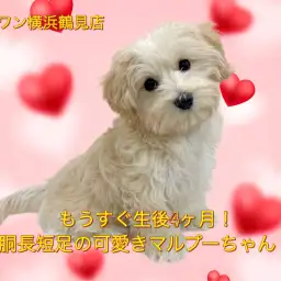 【 MIX 】まもなく生後4ヶ月!胴長短足が際立つマルプーちゃん!