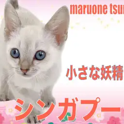 【 シンガプーラ 】小さな妖精と呼ばれる女の子!!