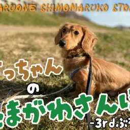 【 ミニチュアダックスフント 】お散歩大好きだっちゃんのワクワク初体験日記!