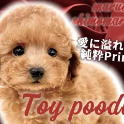 【 トイプードル 】体は小さくとも愛情はBIG！従順なレッドカラーの男の子が入店
