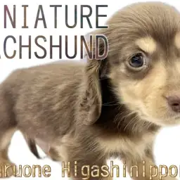 【 ミニチュアダックスフント 】チョコタンカラーが美しい胴長短足の温厚な男の子！