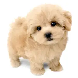 MIX（マルチーズ×トイプードル）