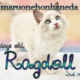 【 ラグドール 】2回目のワクチン終了!生後102日を迎えたイケメンニャンコ!