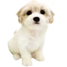 MIX（キャバリアキングチャールズスパニエル×ビションフリーゼ）