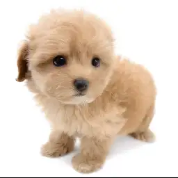 MIX（マルチーズ×トイプードル）