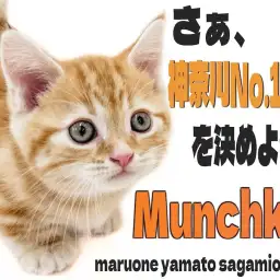 【 マンチカン 】美しい縞模様と神奈川No.1？な短足BODYの愛らしい丸顔猫