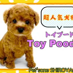 【 トイ・プードル 】世代を超えた人気犬種!超甘えん坊のトイプーちゃん降臨!